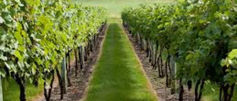 Fruits and Vegetables Crop