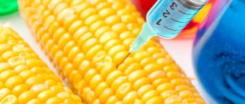 Genetically Modified Seeds