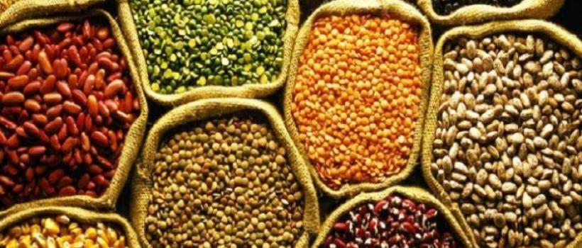 Genetically Modified Seeds Market 2024