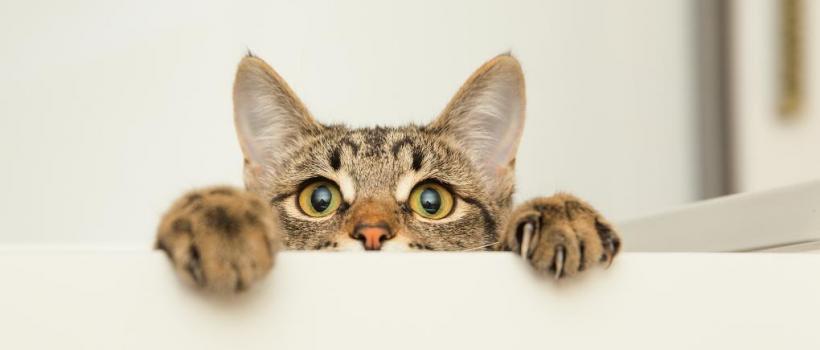 Getting a Cat