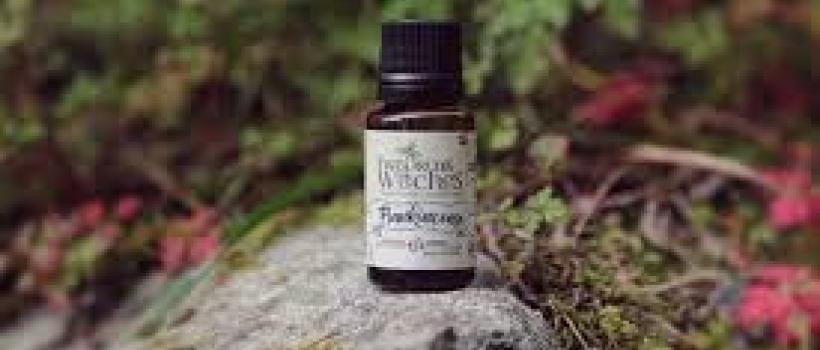 Global Cananga Odorata (Ylang Ylang) Flower oil Market