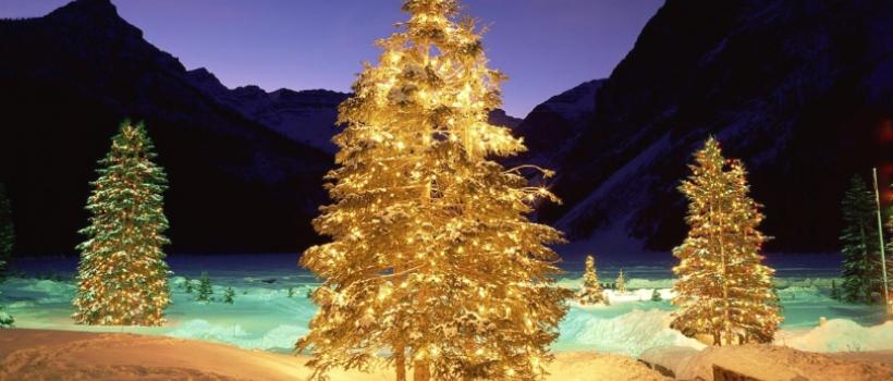 Christmas Tree Market Forecast 2022