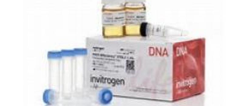 Global Competent Cells Sales Market Report 2017