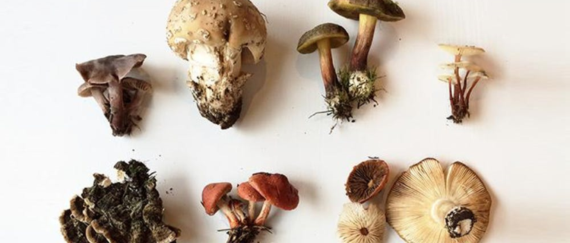 Global Medicinal Mushroom