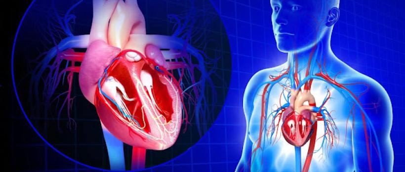 Global Vascular Imaging