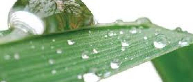 Wetting Agents Market, Wetting Agents Market Forecast, Wetting Agents Market Growth, Wetting Agents Market Report, Wetting Agents Market Share, Wetting Agents Market Size, Wetting Agents Market Trends