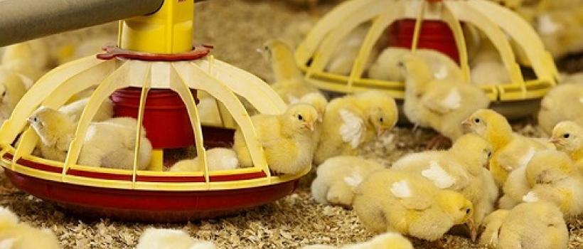 Feed Palatability Enhancers And Modifiers Market 