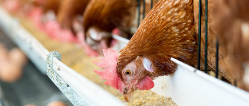 Poultry Feed market size