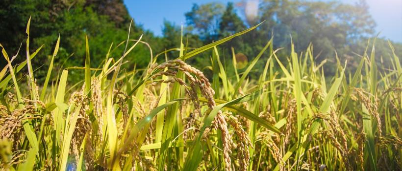  Grain Farming Market Size, Growth, Drivers, Trends And Forecast