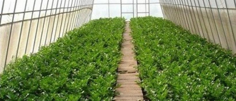 Greenhouse Horticulture