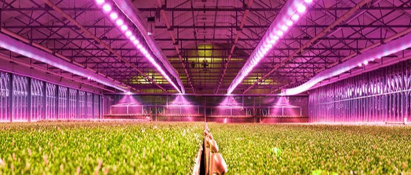 Greenhouse Lights Market 