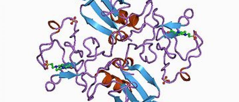 Hepatocyte Growth Factor 
