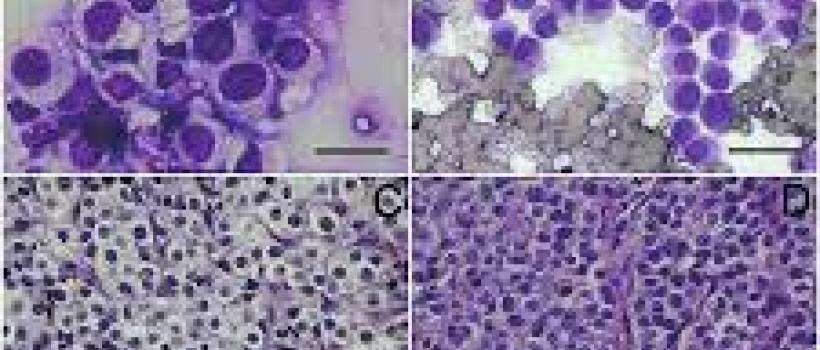 Histology and Cytology Market