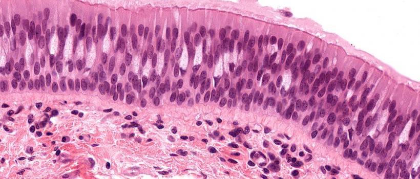 Histology and Cytology Market