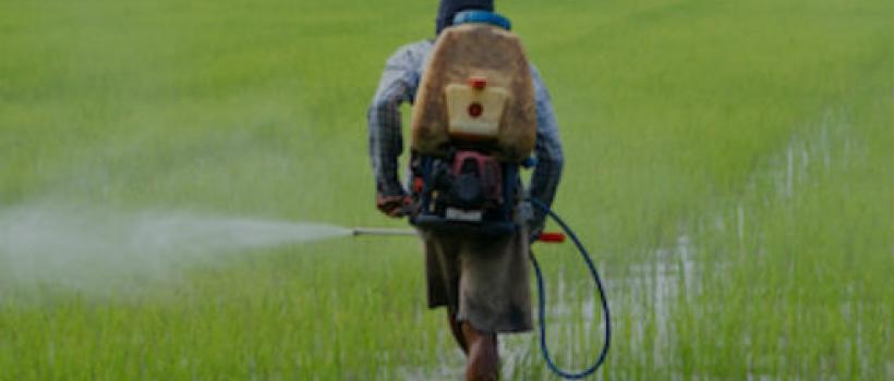 Home Insecticides