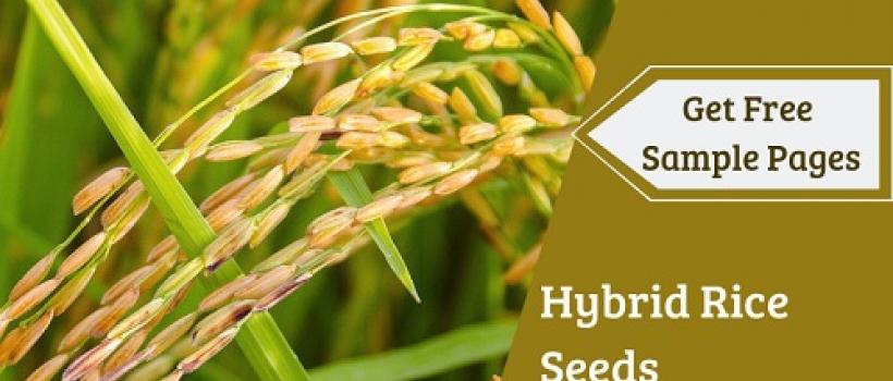 Hybrid Rice Seeds Market 
