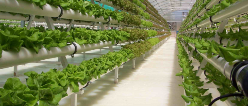 Hydroponics 