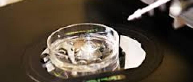 In Vitro Fertilization (IVF) Market
