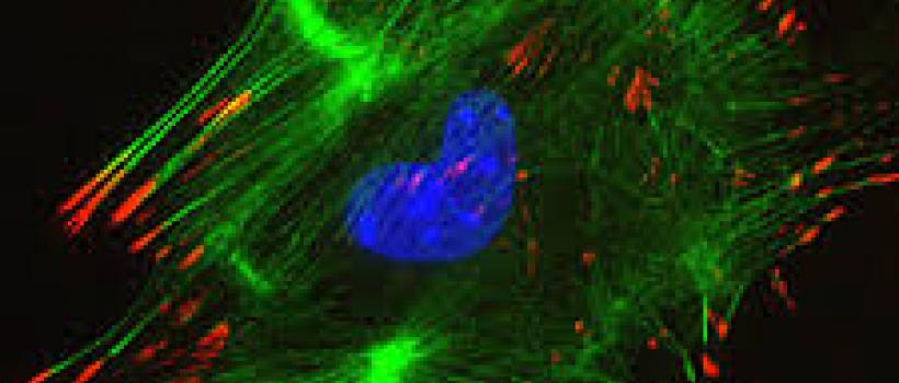 Integrin Beta 3