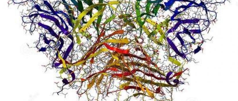 Invertase, Invertase Market, Invertase Market Growth, invertase powder, invertase function, invertase product