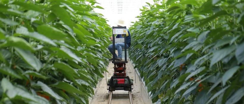 IoT in Agriculture Industry