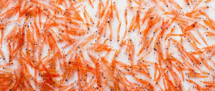 Krill Meal