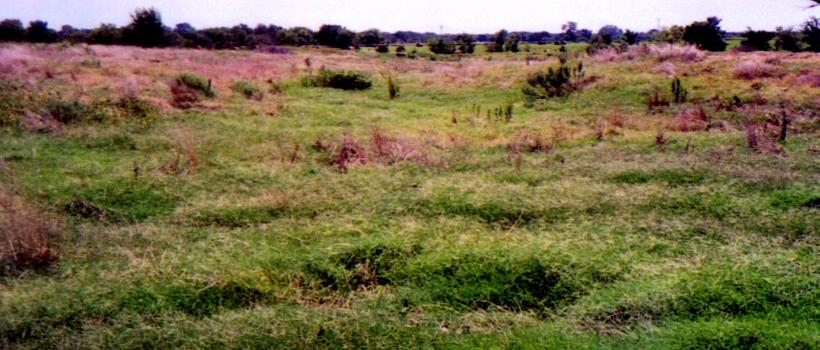 Land Restoration Market 