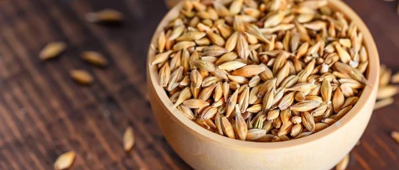 Latin America Barley Market