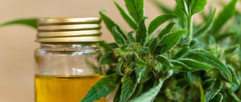 Legal Marijuana Market