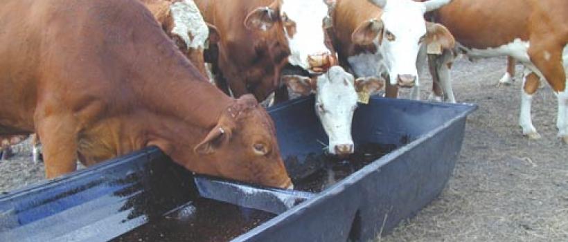 Liquid Feed Supplements