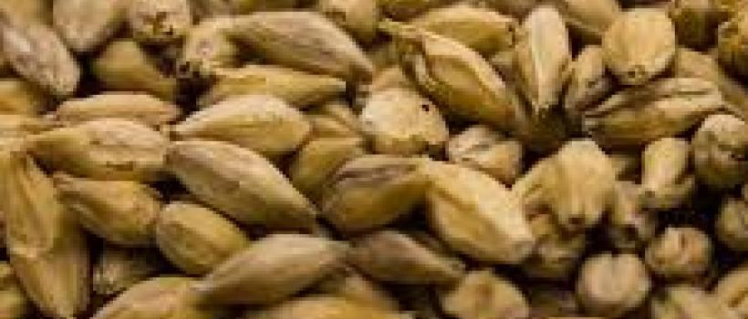 Malt Ingredients