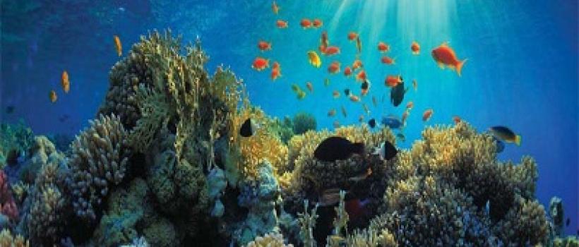 Marine Biotechnology Market 