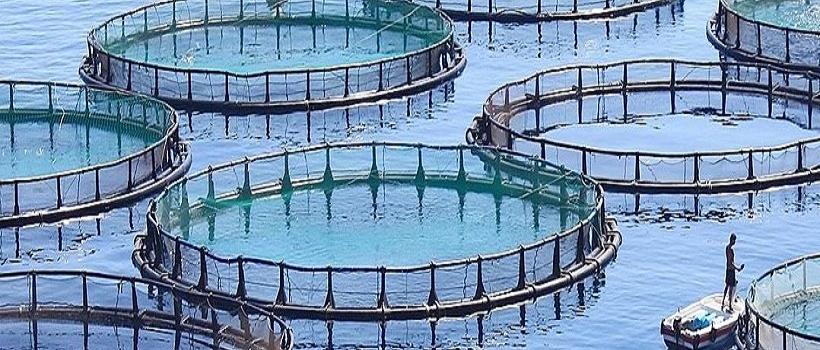   Marine Water Aquaculture 