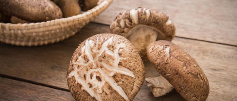 Medicinal Mushroom Extracts
