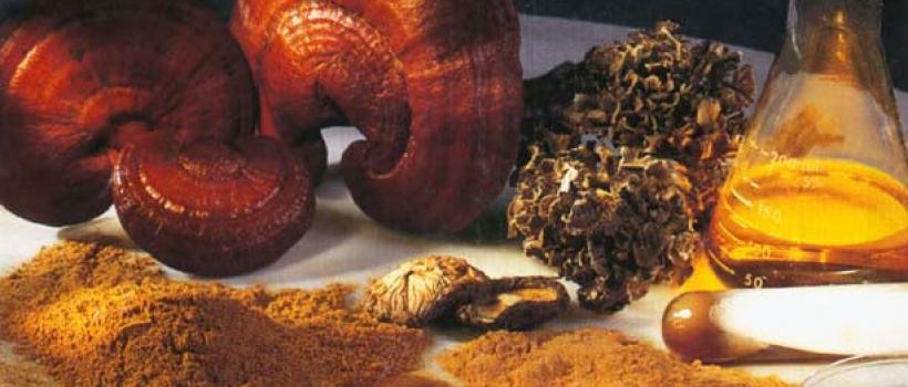 Medicinal Mushroom Extracts 