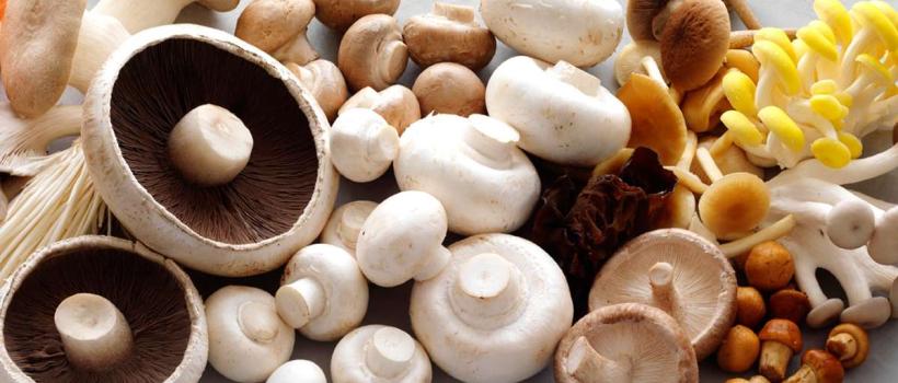  Medicinal Mushroom Market 