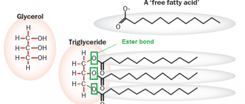 Medium-Chain Triglycerides Market