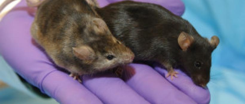 Mice Model Market