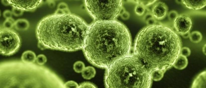 Microbial Biosurfactants