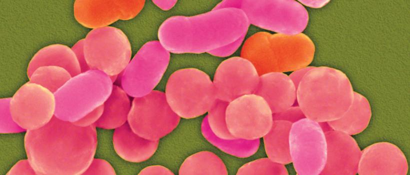 Microbiome Sequencing Services 