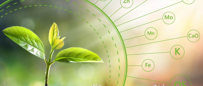 Micronutrients Fertilizers Market