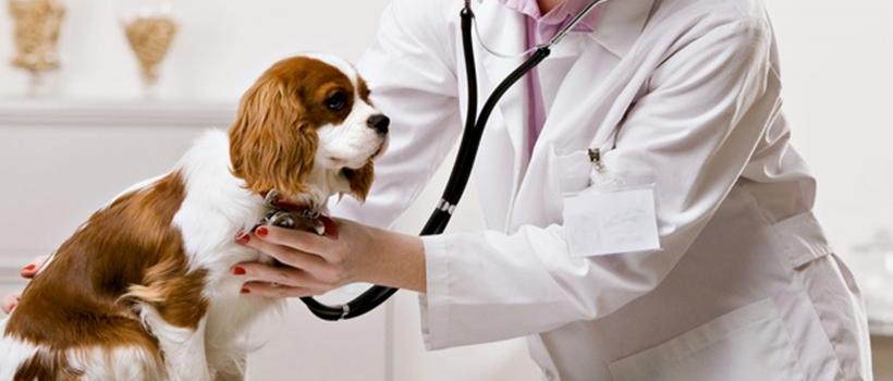 Middle East & Africa Animal Healthcare Market