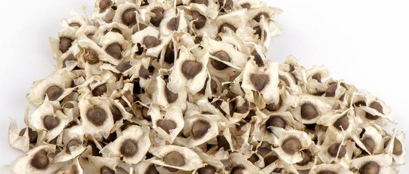 Moringa Seeds Market