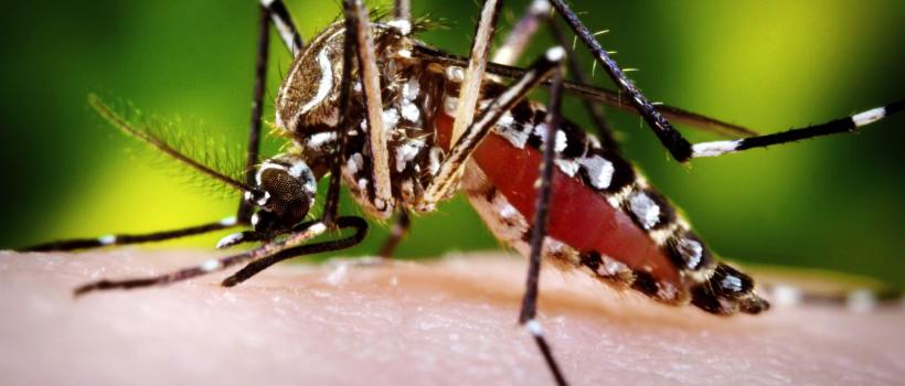 Mosquito Borne Disease