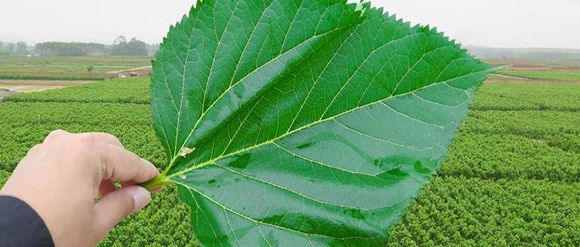 Mulberry Leaf Extract, Mulberry Leaf Extract Market, Mulberry Leaf Extract Market Growth