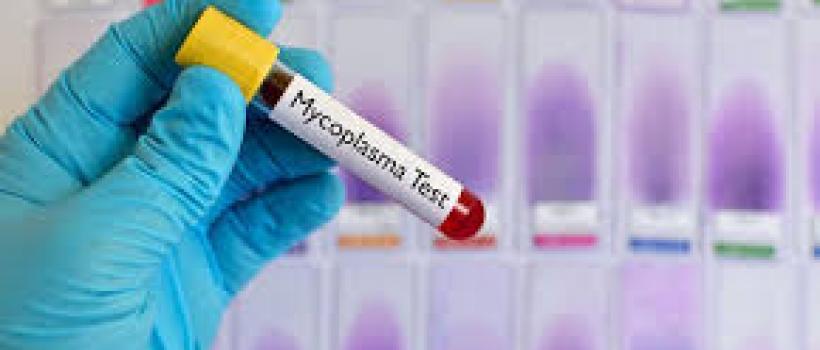 Mycoplasma Testing Market