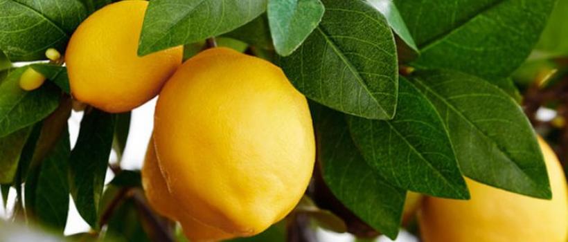 Natural and Organic Flavors Market