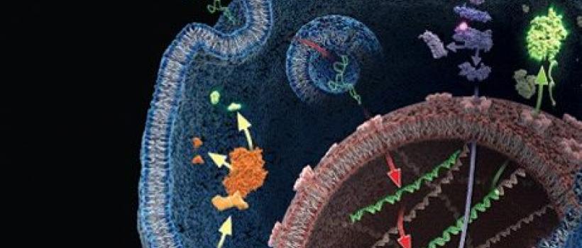 Nuclear Receptor ROR Gamma Market