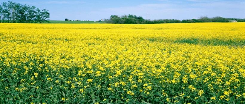 Global Precision Oilseed Farming Market Research