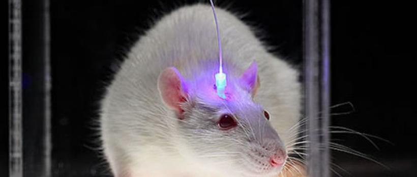 Optogenetic Market